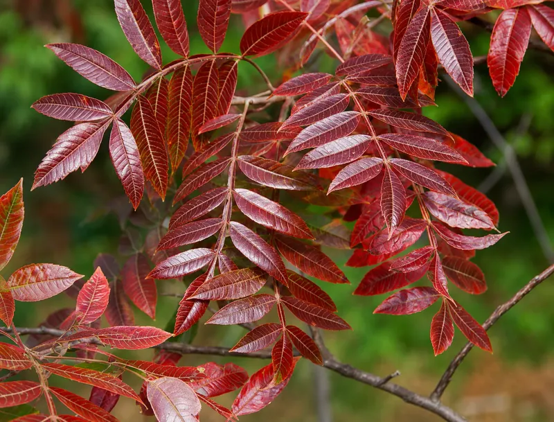Why Florida Fall Color Starts With Winged Sumac
