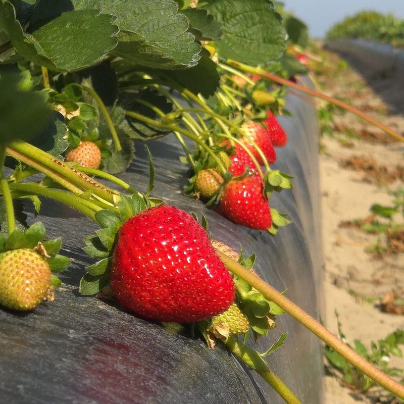 Why Florida Flips The Usual Strawberry Calendar Why Florida Flips The Usual Strawberry Calendar