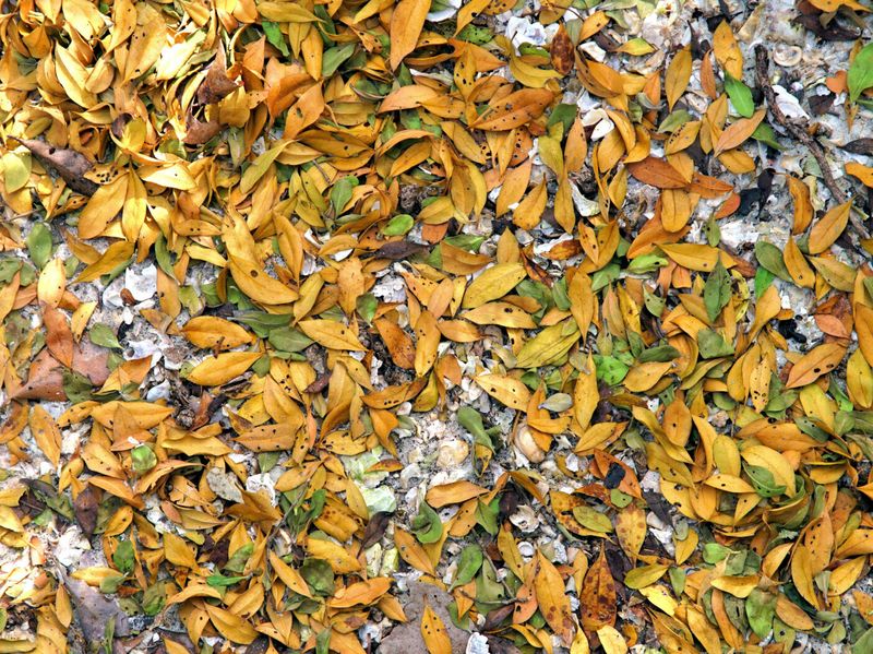 Why Florida Leaf Drop Is Different