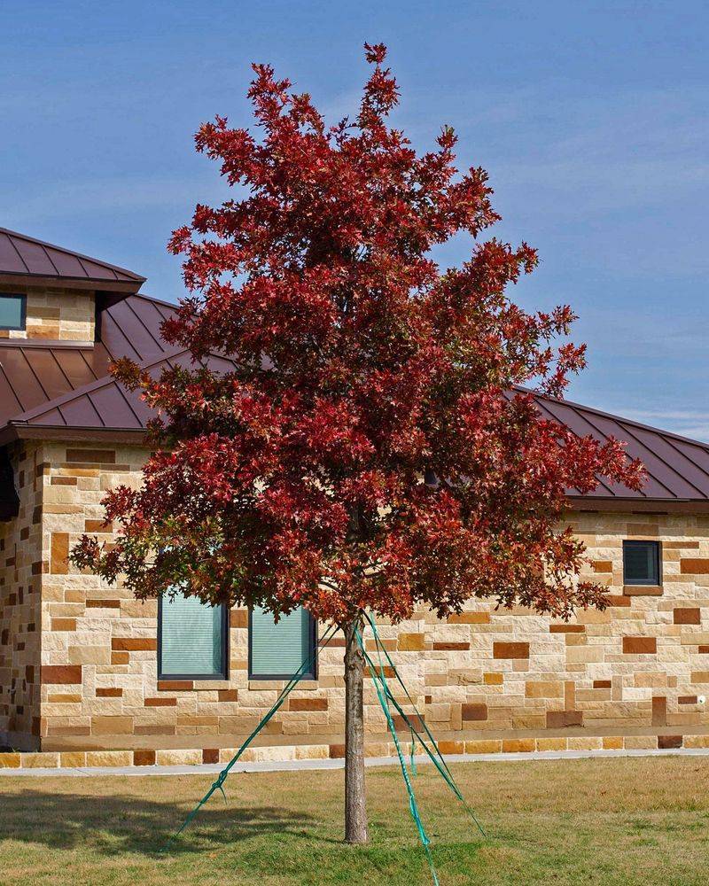 Why Gardeners Plant In October