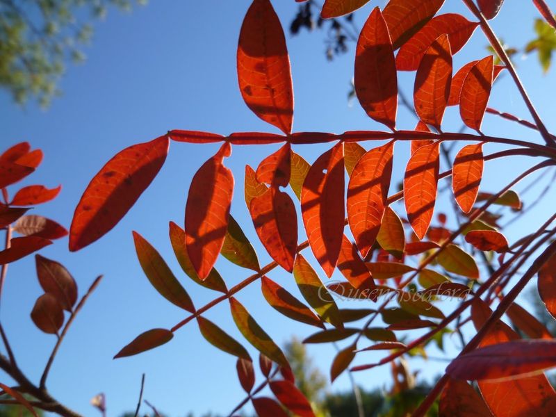 Why Gardeners Should Give Sumac A Second Look