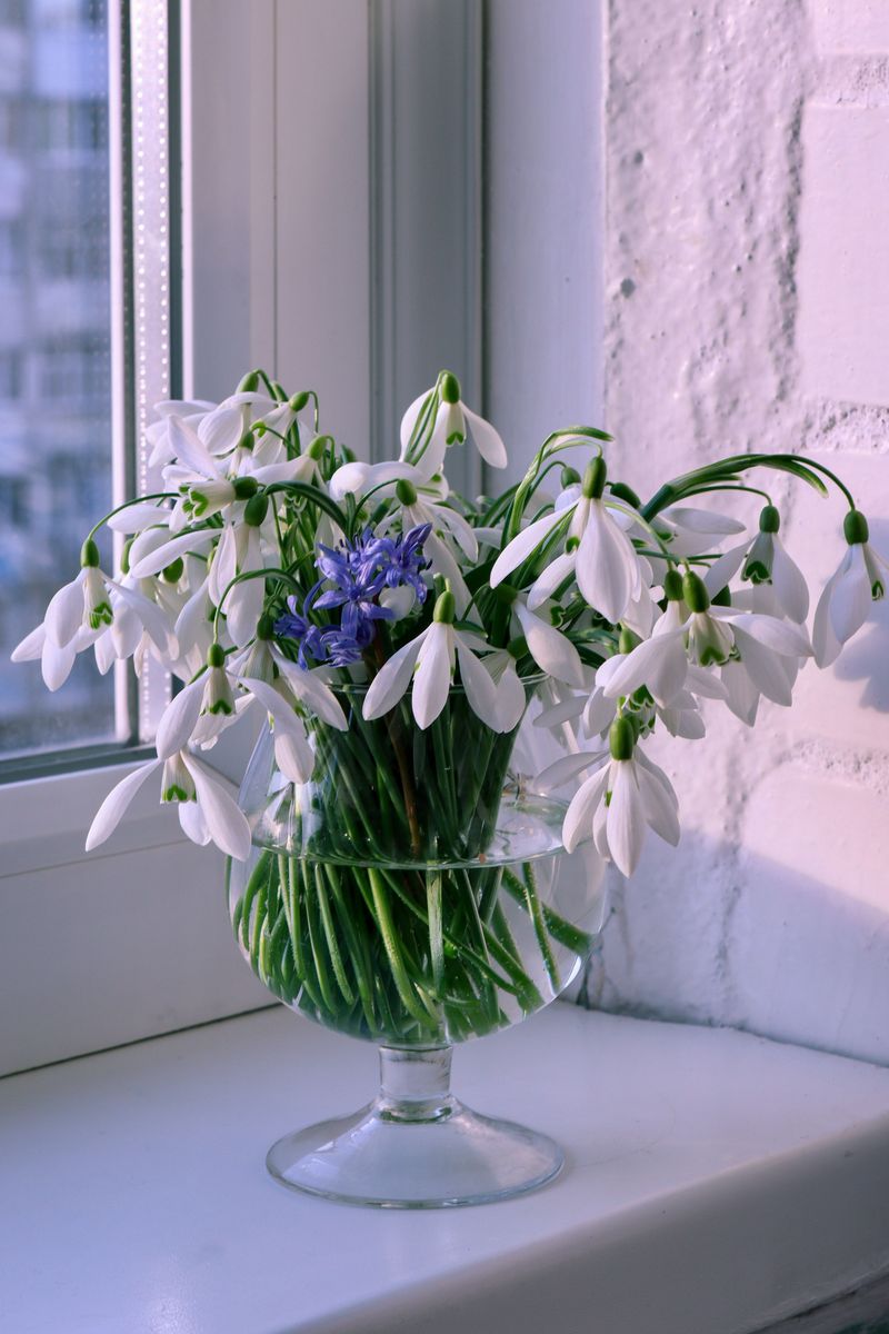 Why Grandmothers Kept White Winter Blooms Out Of The House