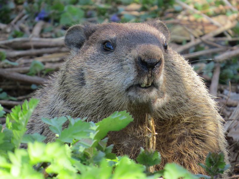 Why Groundhogs Raid Pumpkins Before Winter