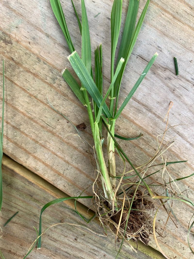 Why Herbicides Don't Easily Stop It Why Herbicides Don't Easily Stop It