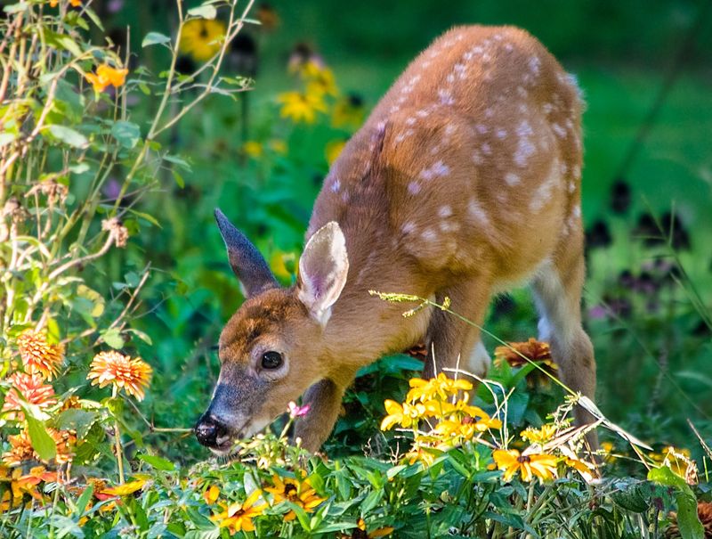 Why Hungry Critters Leave Daffodils Alone Why Hungry Critters Leave Daffodils Alone
