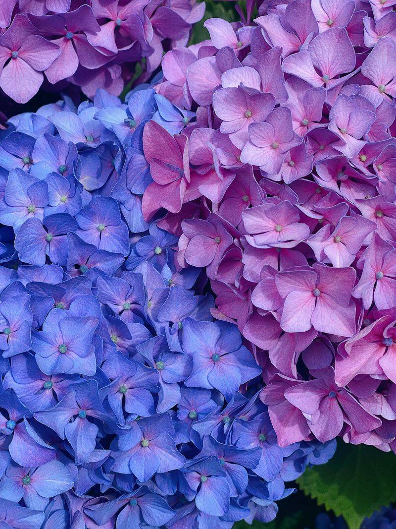 Why Hydrangea Colors Change Why Hydrangea Colors Change