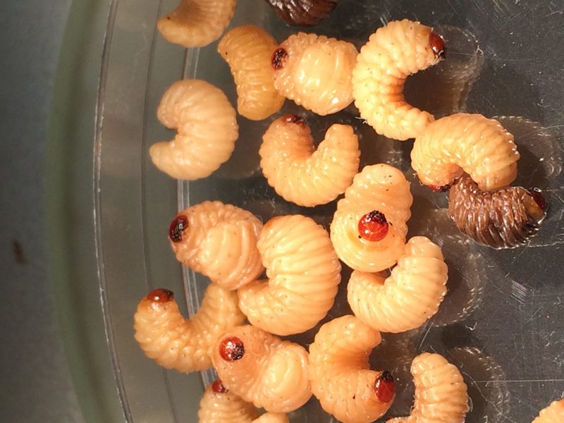 Why Leftover Nuts Help The Next Generation Of Weevils Why Leftover Nuts Help The Next Generation Of Weevils
