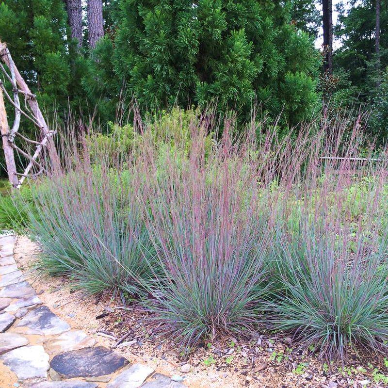 Why Little Bluestem Gets Overlooked At The Garden Center Why Little Bluestem Gets Overlooked At The Garden Center