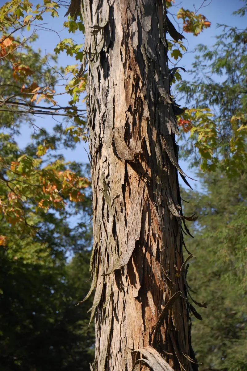 Why Loose Bark Should Stay On The Tree