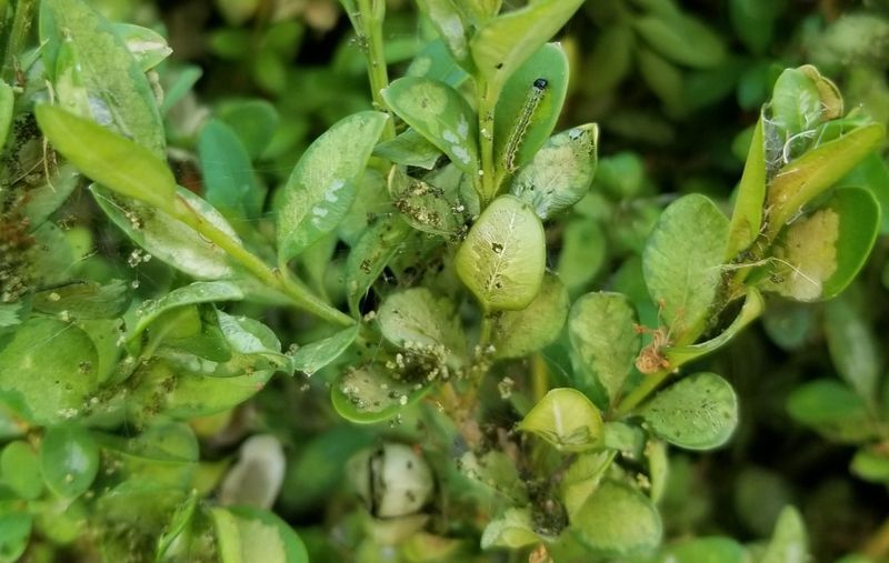 Why Michigan Boxwood Is Such An Easy Target