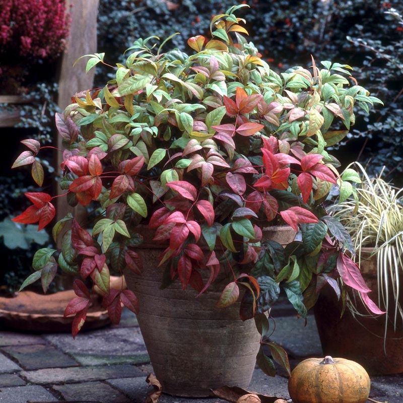 Why Nandina Became So Common In Southern Yards