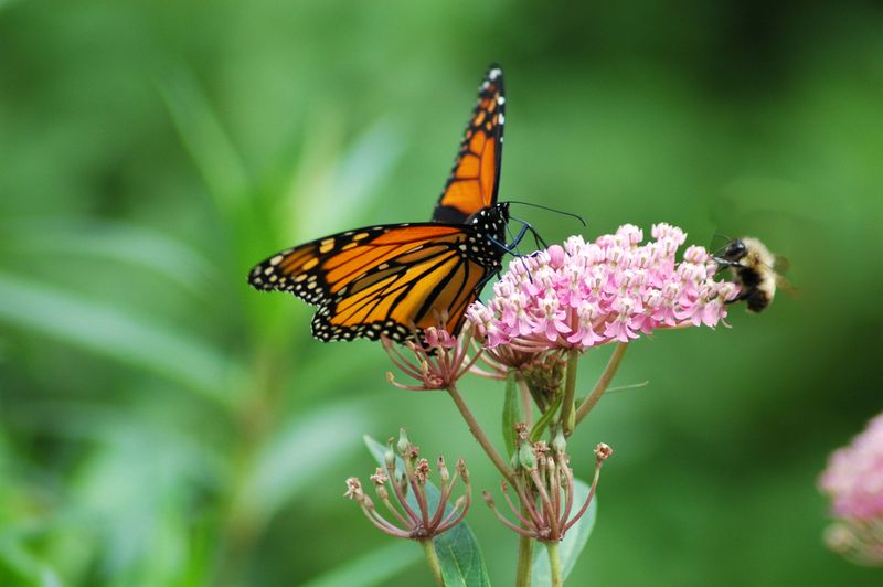 Why Native Beats Tropical Milkweed Why Native Beats Tropical Milkweed