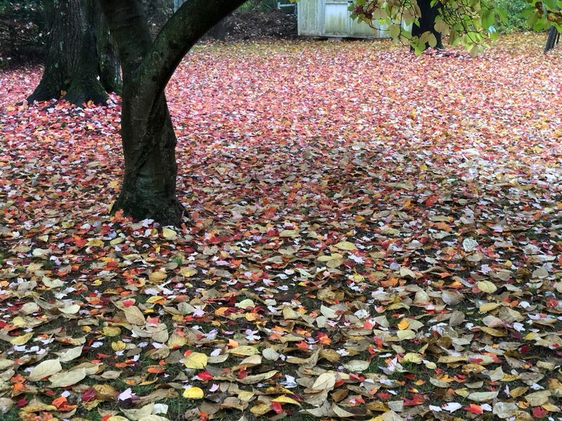 Why October 15 Matters So Much