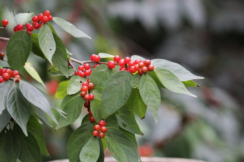 Why Ohio Woods Struggle When Bush Honeysuckle Moves In
