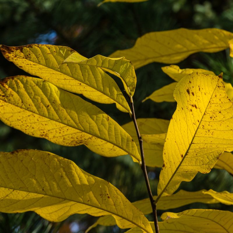 Why Pawpaw Leaves Glow So Bright In Fall