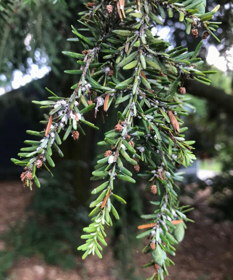 Why Pennsylvania's Hemlocks Matter