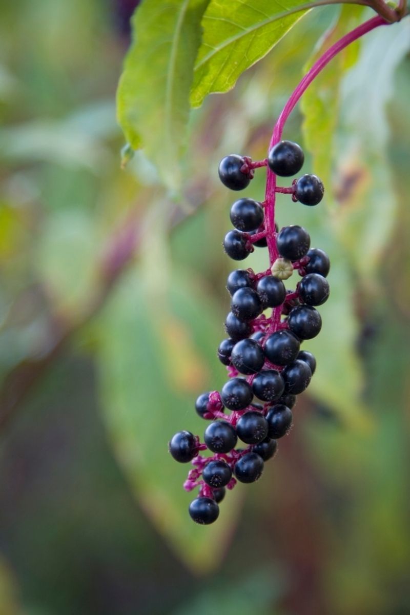 Why Pokeweed Is Toxic