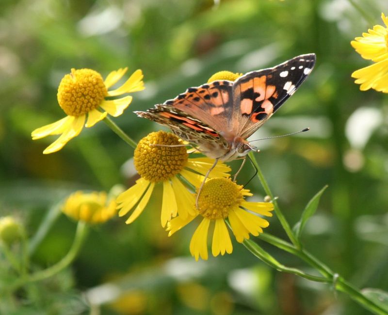 Why Pollinators Go Crazy For Sneezeweed