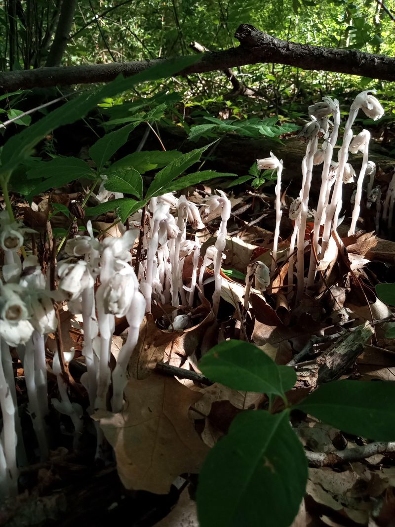 Why Pulling Or Spraying The Pale Stems Is Not Recommended Why Pulling Or Spraying The Pale Stems Is Not Recommended