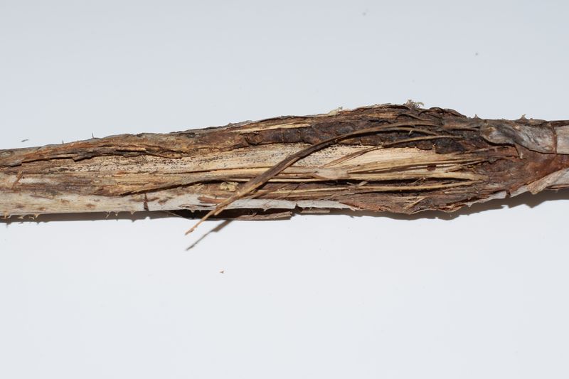 Why Raspberry Canes Need A Yearly Cleanup Why Raspberry Canes Need A Yearly Cleanup