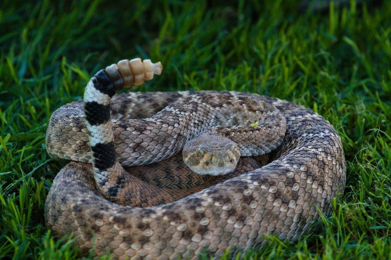 Why Rattlesnakes Shelter Beneath It Why Rattlesnakes Shelter Beneath It