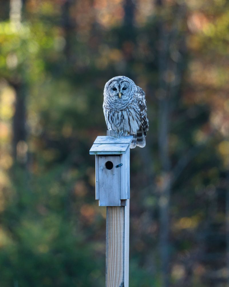 Why Sightings Rise In Fall Why Sightings Rise In Fall