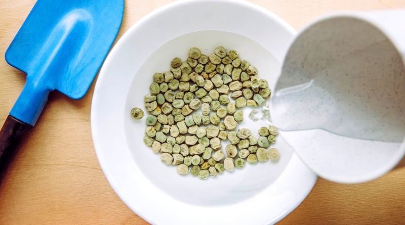 Why Soaking Seeds Helps Michigan Gardens Get Going Why Soaking Seeds Helps Michigan Gardens Get Going