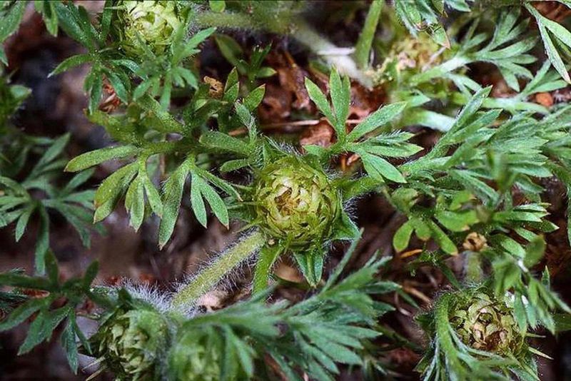 Why Spring Treatment Falls Short