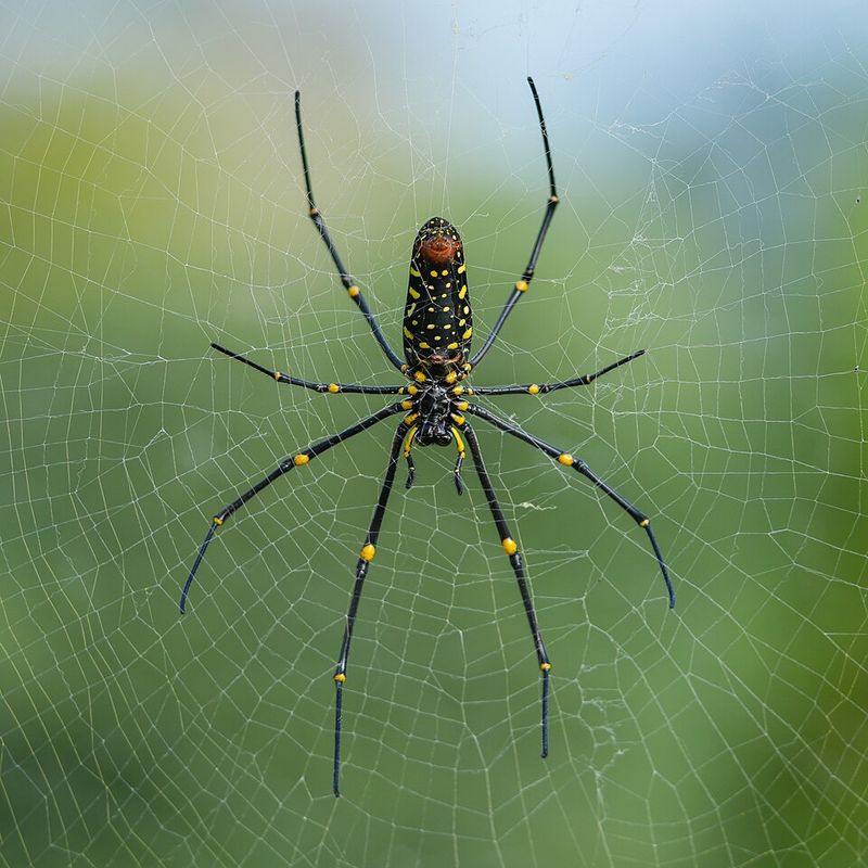 Why Swatting At Orb-Weavers Usually Fails Why Swatting At Orb-Weavers Usually Fails