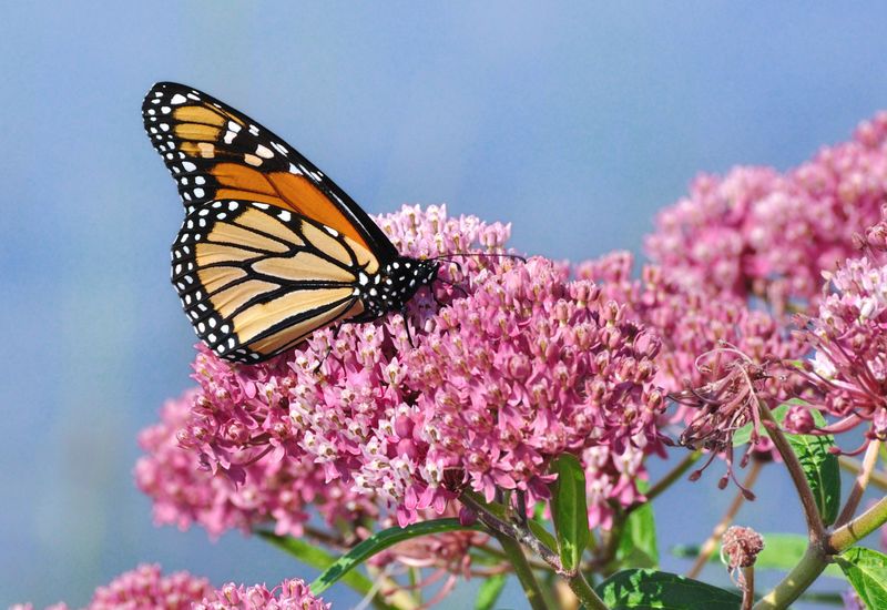 Why Texas Matters So Much To Monarchs Why Texas Matters So Much To Monarchs