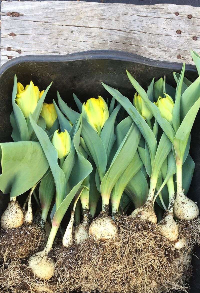 Why Texas Winters Leave Tulips Confused