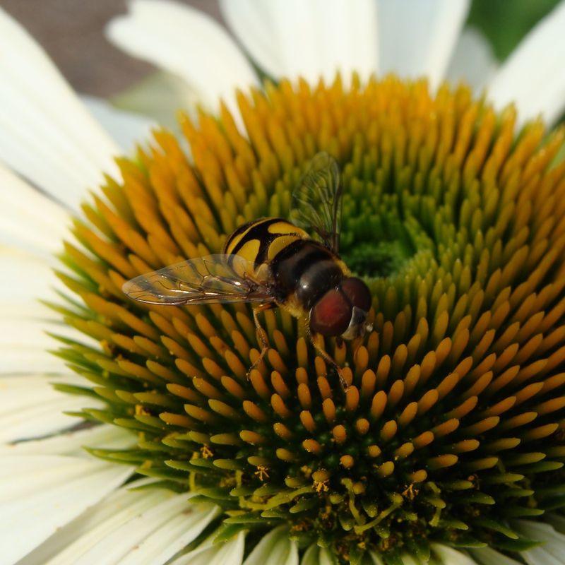 Why They Show Up On Fall Blooms