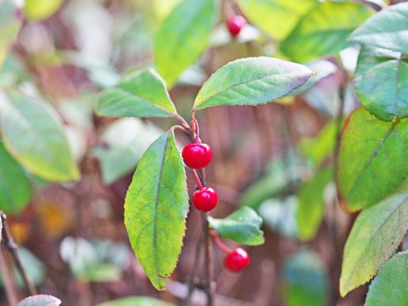 Why This Shrub Spreads Like Wildfire