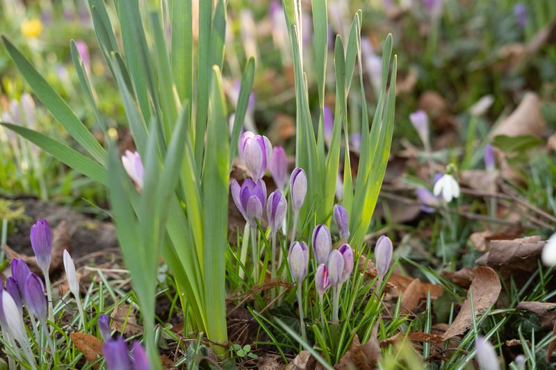 Why Waiting Until Spring Blooms Makes Control Harder Why Waiting Until Spring Blooms Makes Control Harder