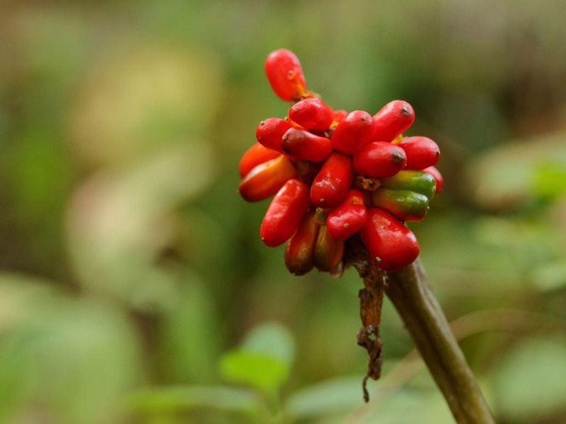 Why You Should Never Eat Them Why You Should Never Eat Them