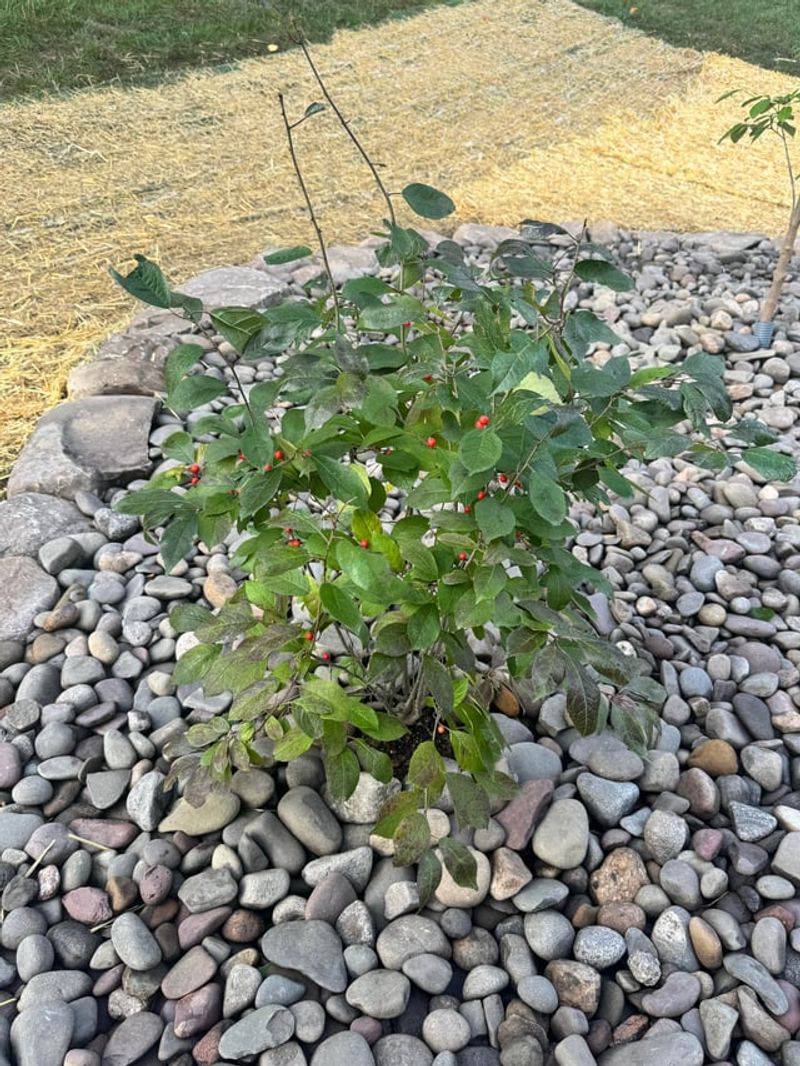 Why Your Winterberry Needs A Male Plant