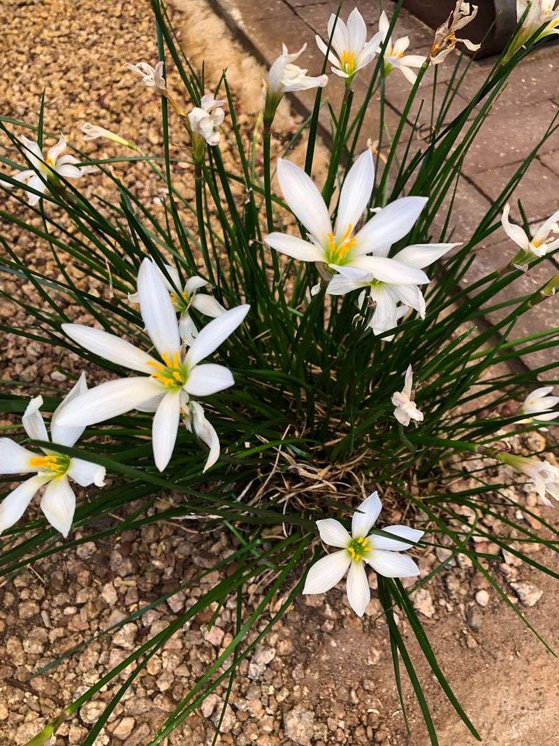 Why a rain lily can seem to appear overnight Why a rain lily can seem to appear overnight