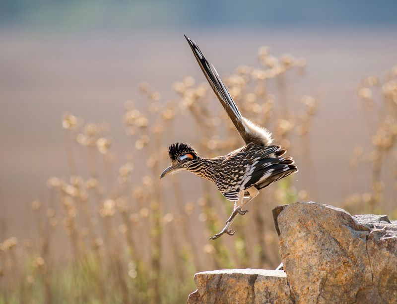 Why a roadrunner may bask after a cold night Why a roadrunner may bask after a cold night