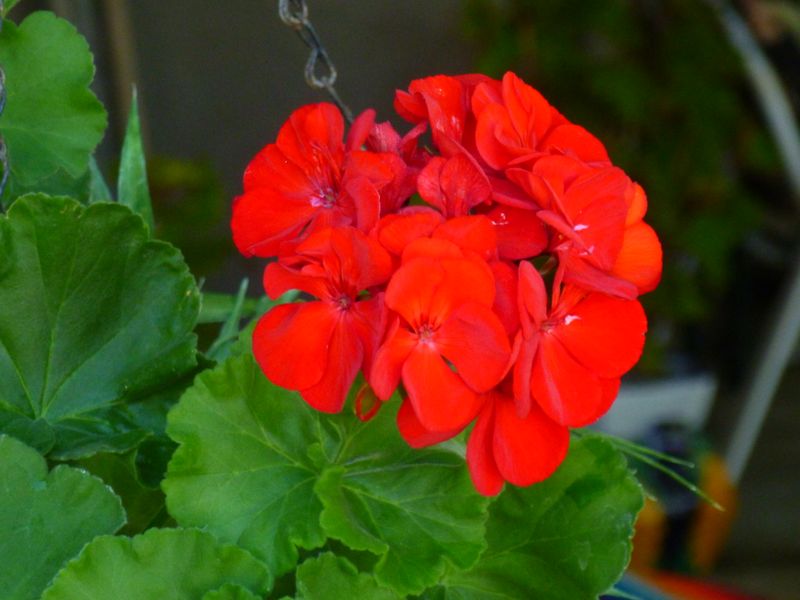 Why late summer into fall works in the low desert