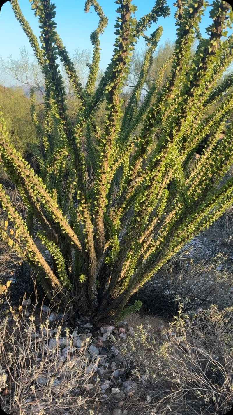 Why ocotillo can leaf out after rain Why ocotillo can leaf out after rain