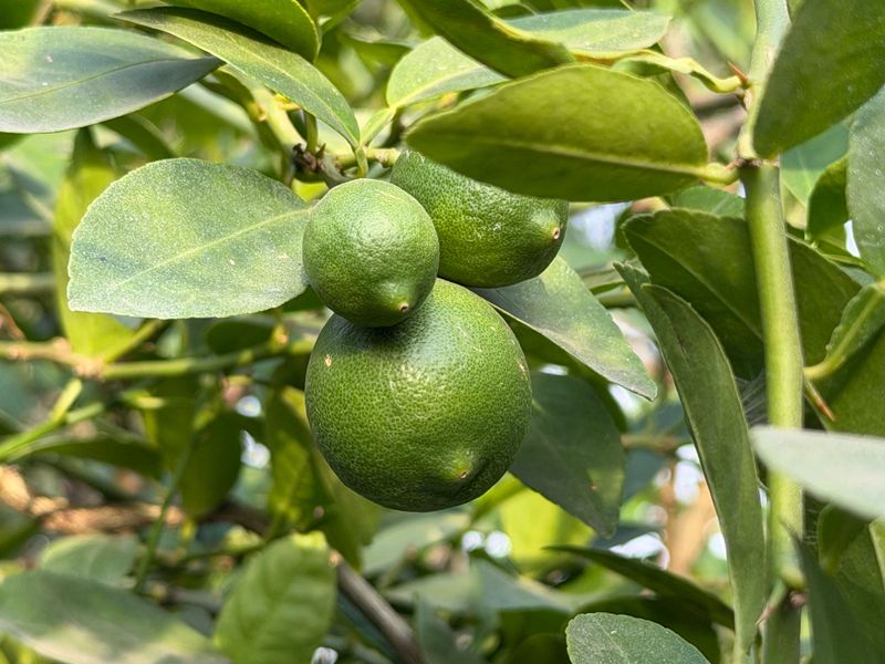 Why some Arizona lemons stay green Why some Arizona lemons stay green
