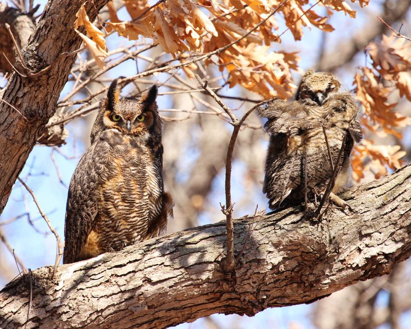 Why you may hear calls in fall