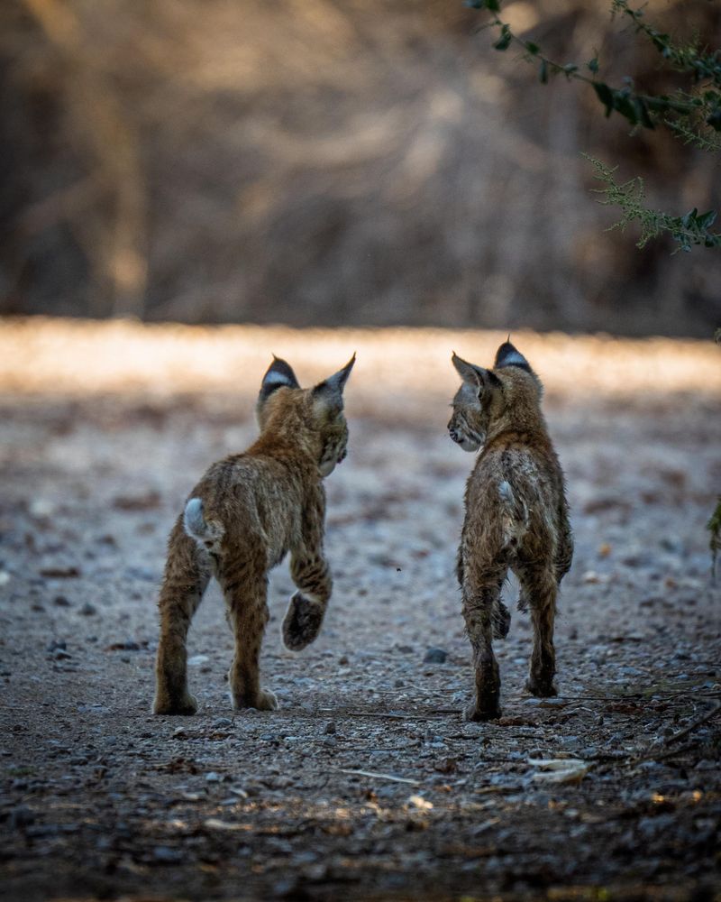 Why young bobcats may range more widely in fall Why young bobcats may range more widely in fall