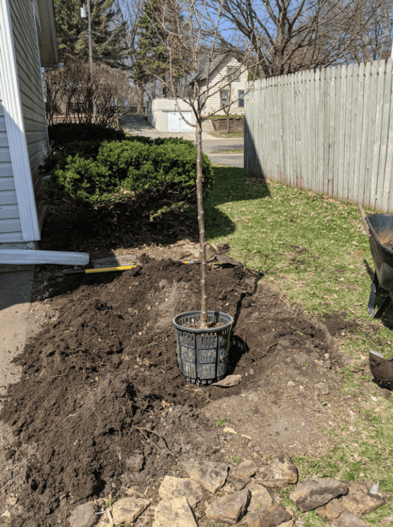 Wide Planting Holes Give New Roots Room To Spread