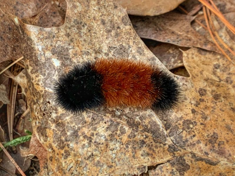 Wider Brown Bands Supposedly Mean A Milder Winter