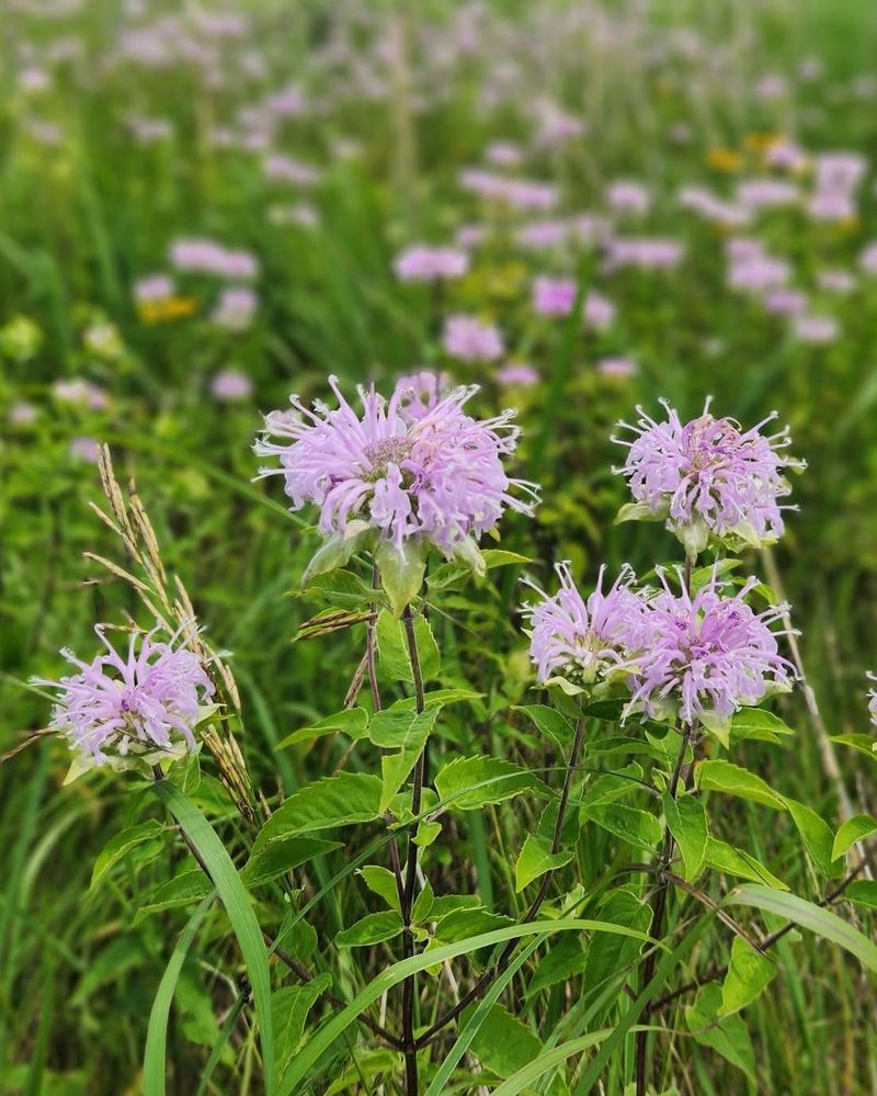 Wild Bergamot