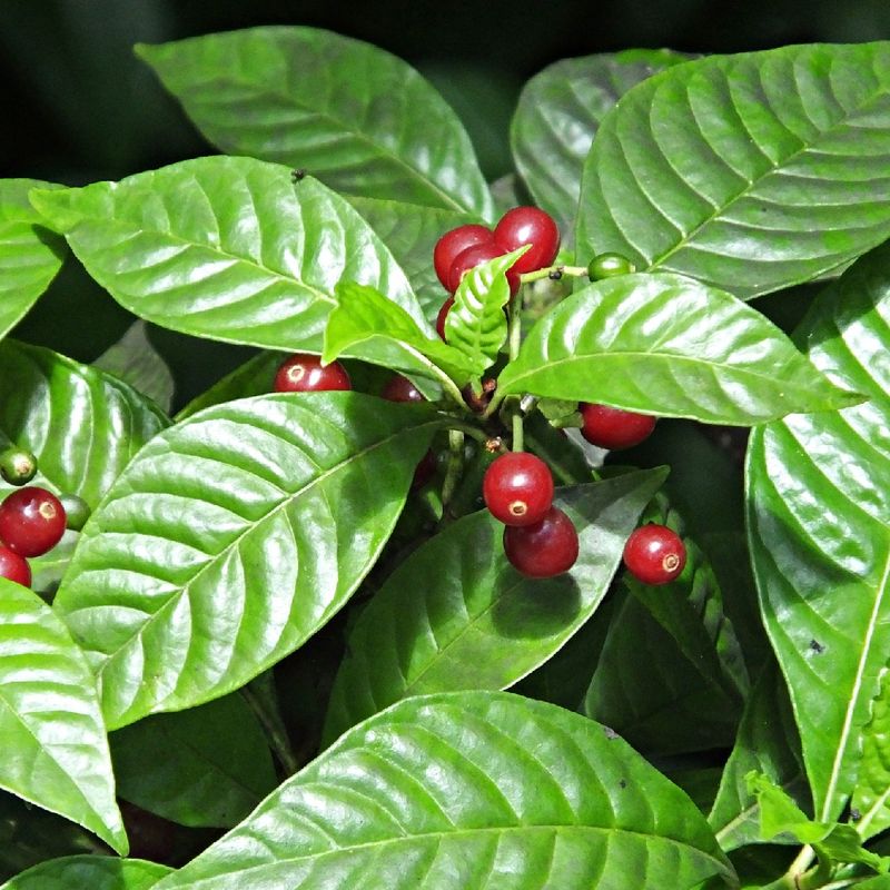 Wild Coffee Grows In Partial To Full Shade Wild Coffee Grows In Partial To Full Shade