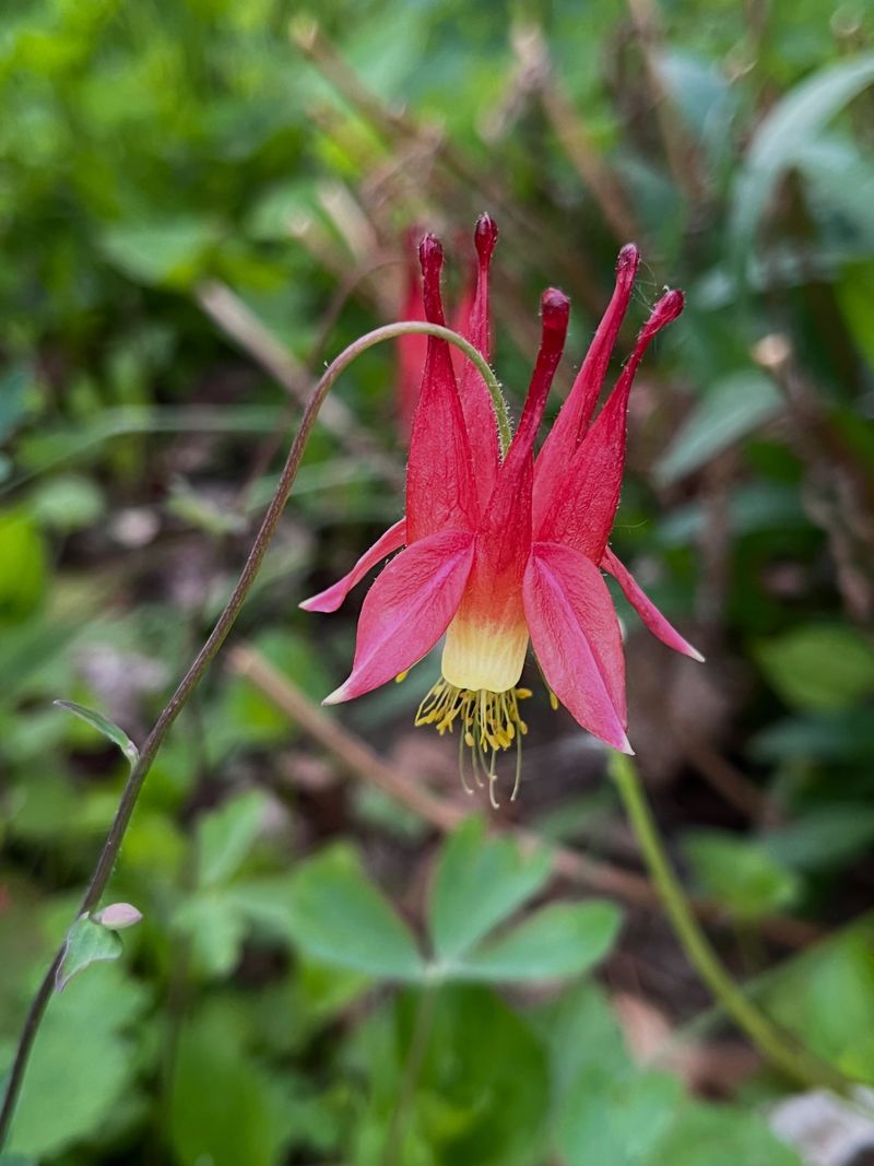Wild Columbine, A Hummingbird Magnet In Red And Yellow