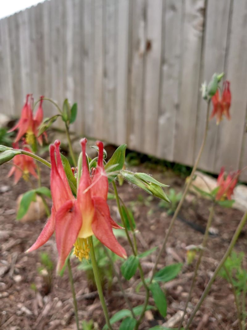 Wild Columbine For Late Spring Hummingbird Flowers Wild Columbine For Late Spring Hummingbird Flowers