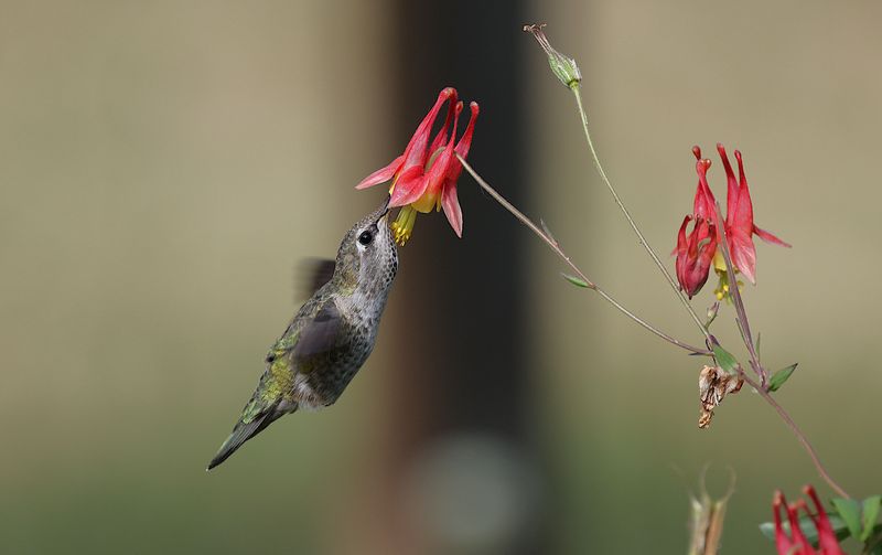 Wild Columbine Gives Hummingbirds An Early Stop